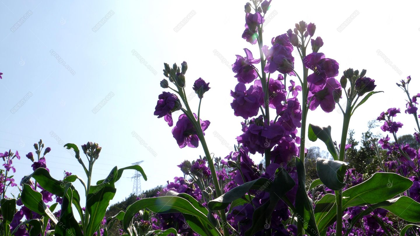紫罗兰花柱花卉花朵植物绿化园林景观花草02-2